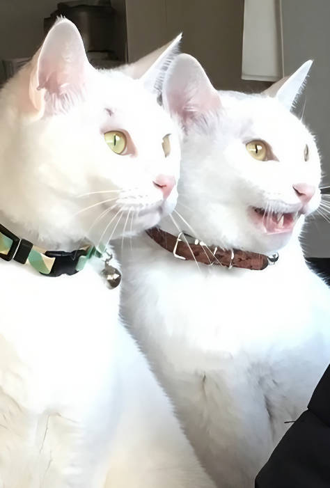 Cat Photos